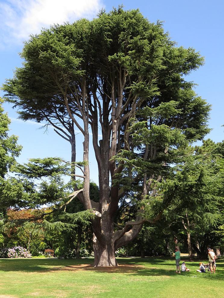 Atlas Cedar im Botanischen Garten